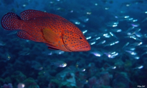 Maldives 2021 - Merou rouge - Coral grouper - Cephalopholis miniata- DSC00258_rc
